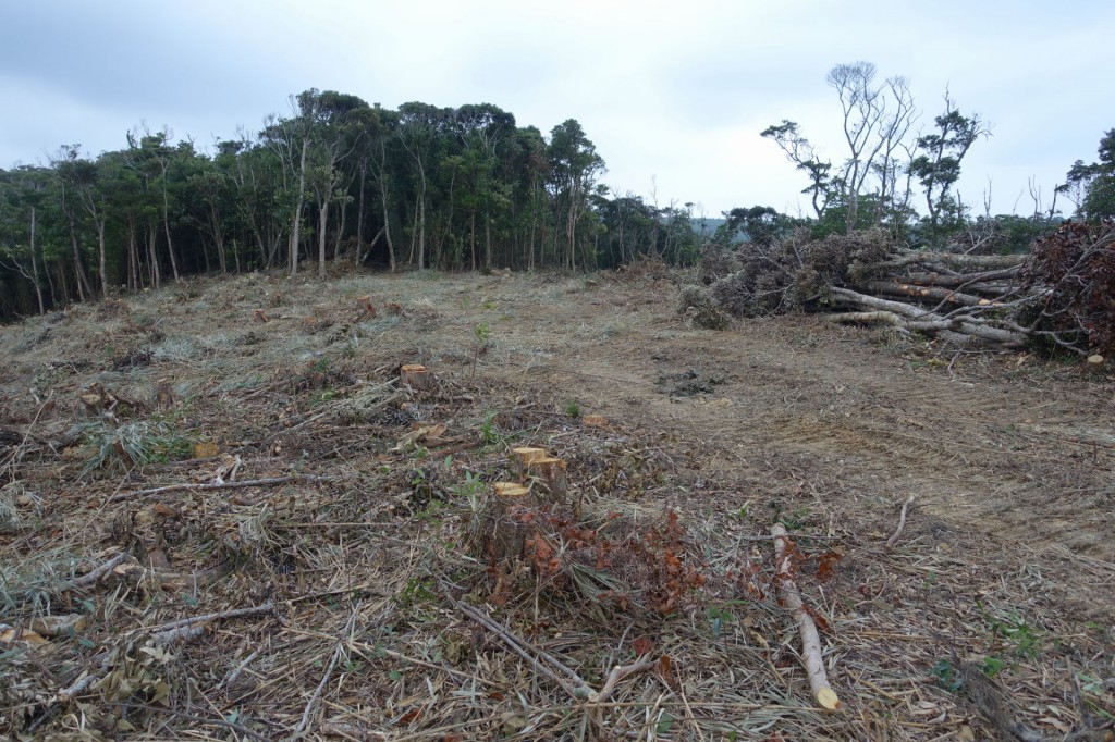 2017.11.12　伐採地（宜名真）